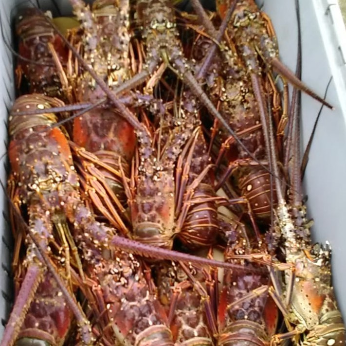 Langostas