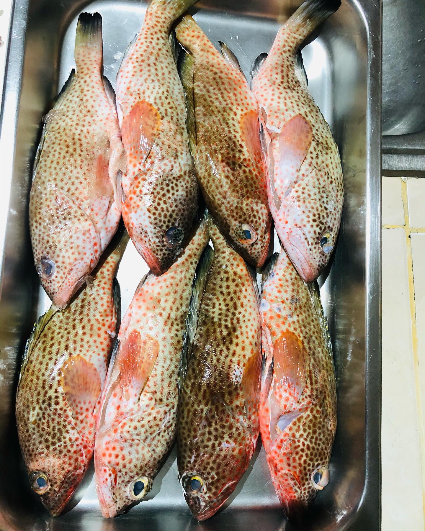 Pescados