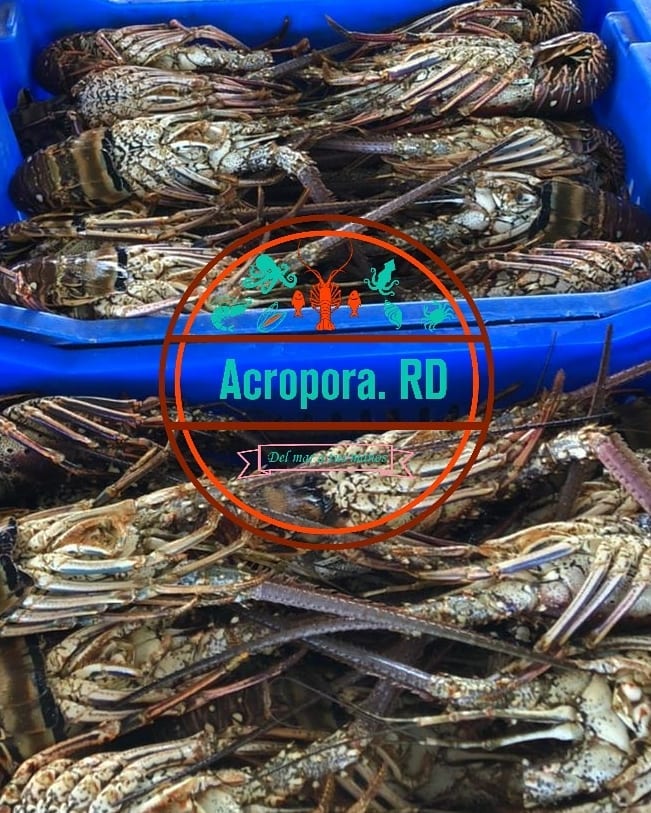 Mariscos Frescos Acropora Nagua