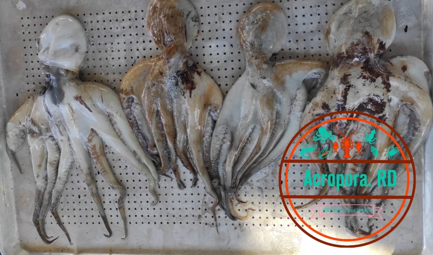 Pulpo y Calamar